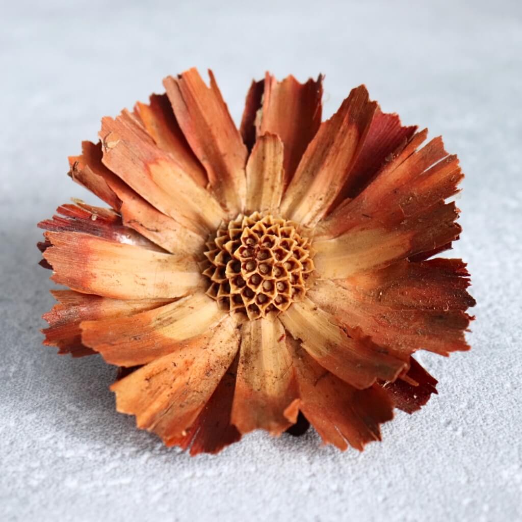 Protea Super Cut – přírodní sušený květ pro dekorace